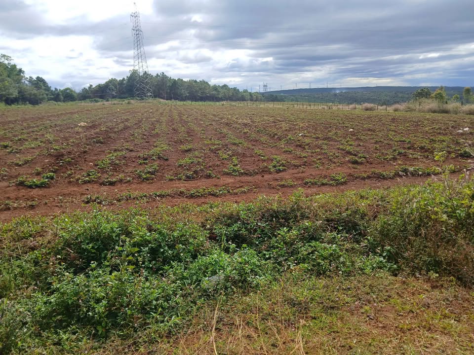 Đất 2 mặt tiền Trần Can, phường Diên Hồng, 15.000m² giá 6 tỷ - Cơ hội đầu tư hấp dẫn!