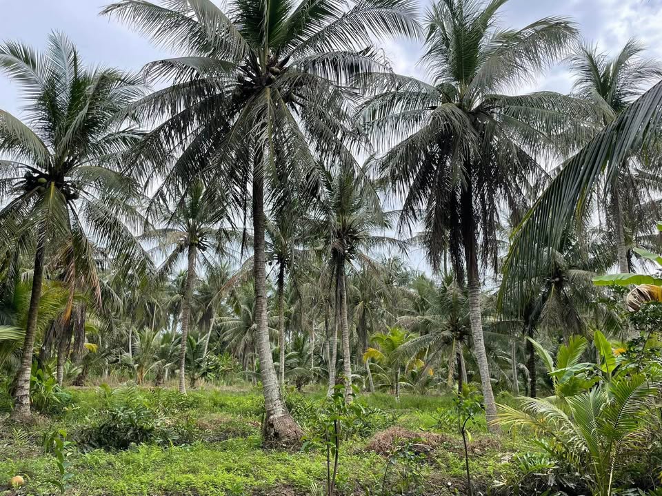 Đất nền Lương Hoà, Giồng Trôm 986m² giá 500 triệu - Đầu tư sinh lời ngay!