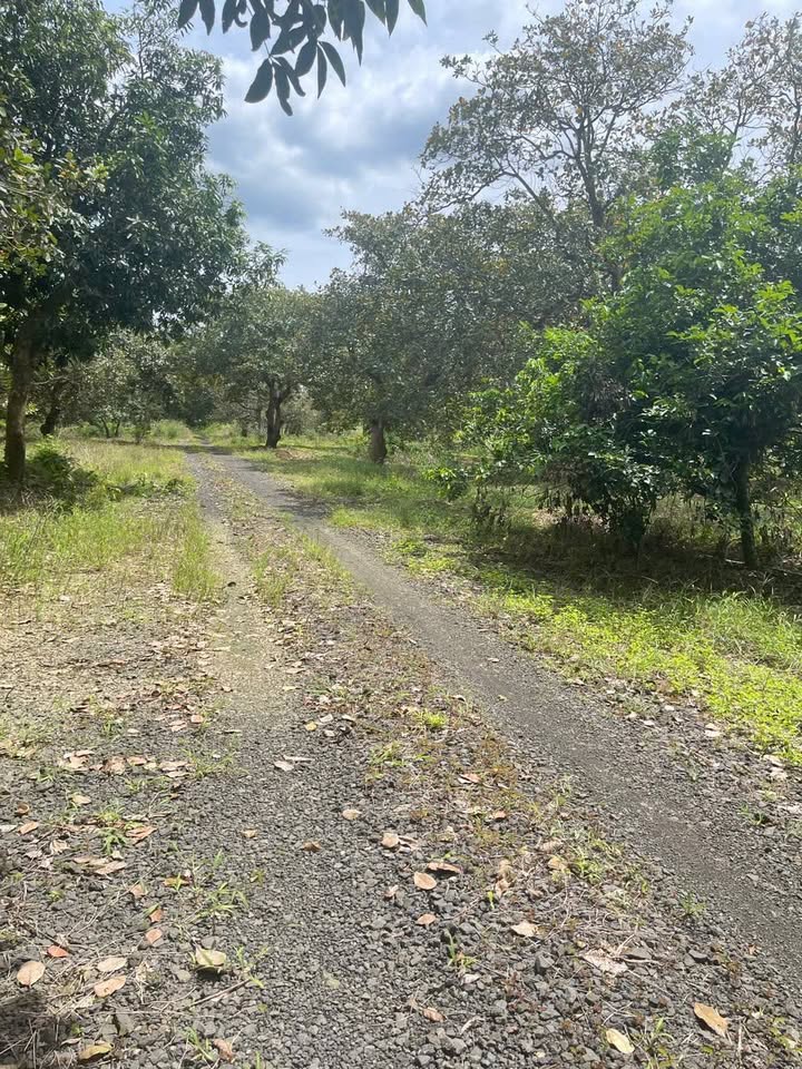 Đất nền 1,002m² tại ấp 6, xã Đồng Tiến, giá thỏa thuận - Cơ hội đầu tư hấp dẫn!