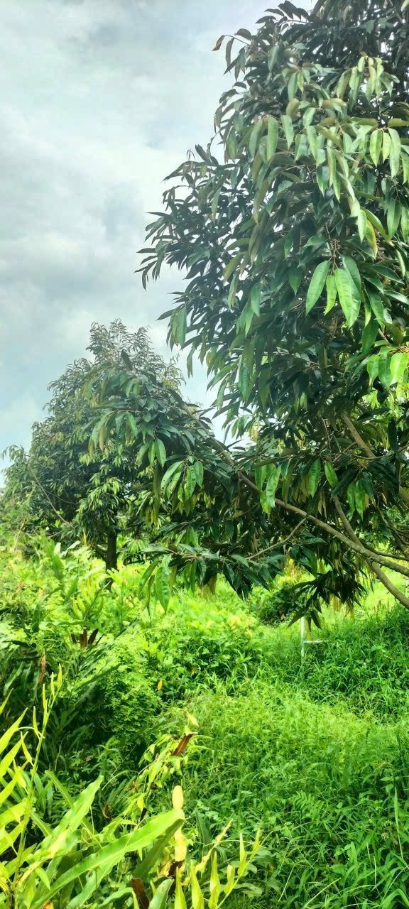 Đất nền Mỹ Lợi B, Cái Bè 115.000m² - Giá chỉ 8.05 tỷ, mặt tiền 49m đẹp!