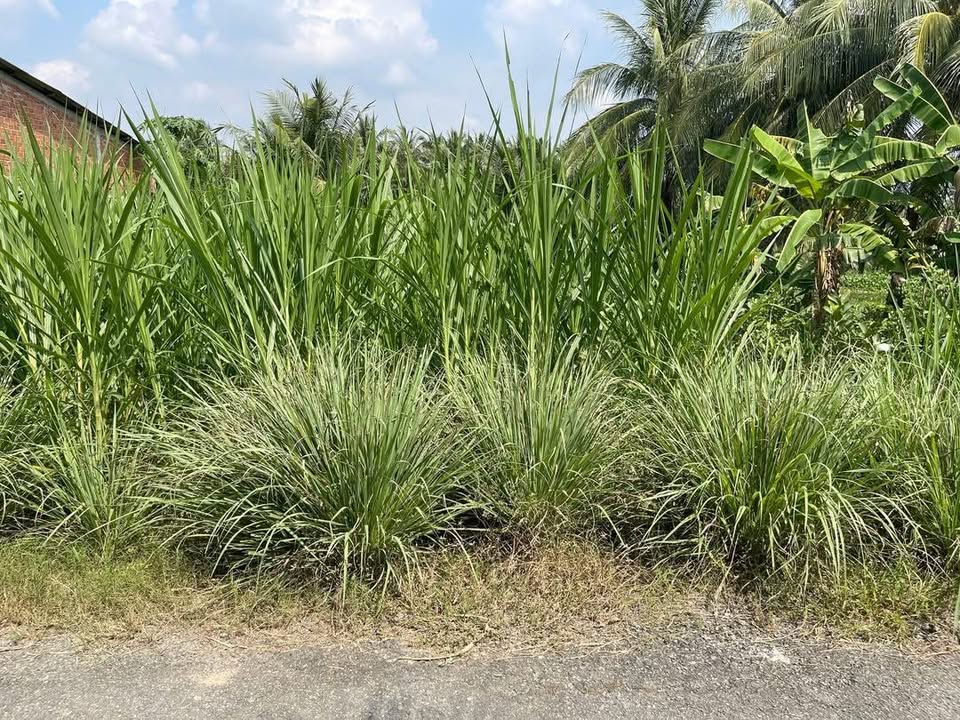 Đất nền mặt tiền lộ nhựa Tân Mỹ, Ba Tri 200m² giá 300 triệu - Cơ hội đầu tư tuyệt vời!