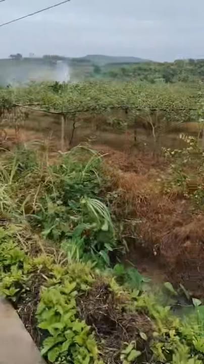 Mảnh vườn 7560m² tại Nam Dương, Lục Ngạn - Cơ hội đầu tư tuyệt vời!