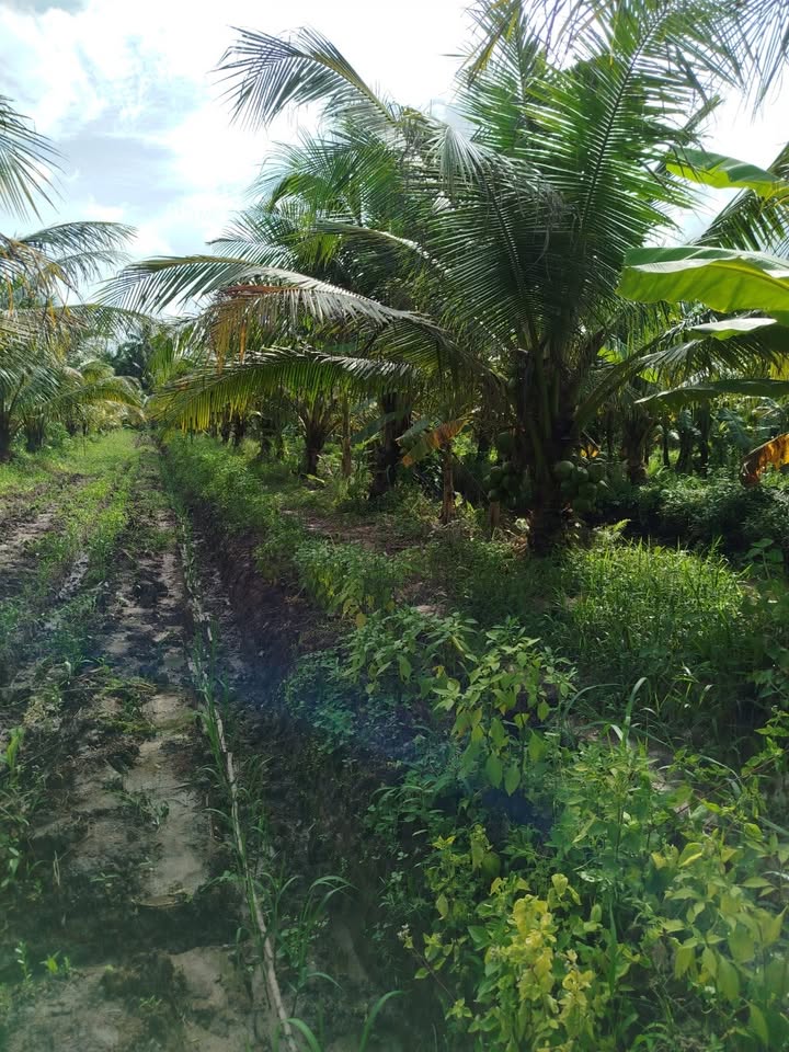 Bán đất vườn dừa 4230m² tại ấp Sơn Trắng, Càng Long, Trà Vinh - Mặt tiền đường huyện 37