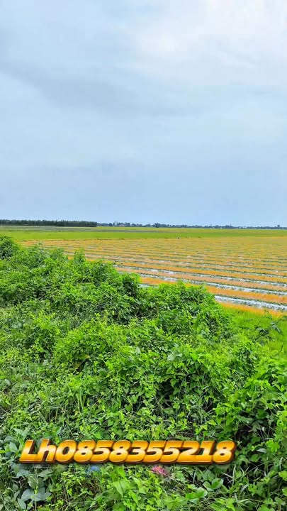 Đất nền Bình Tân, Kiến Tường 40,000m² giá chỉ 130 triệu - Cơ hội đầu tư tuyệt vời!