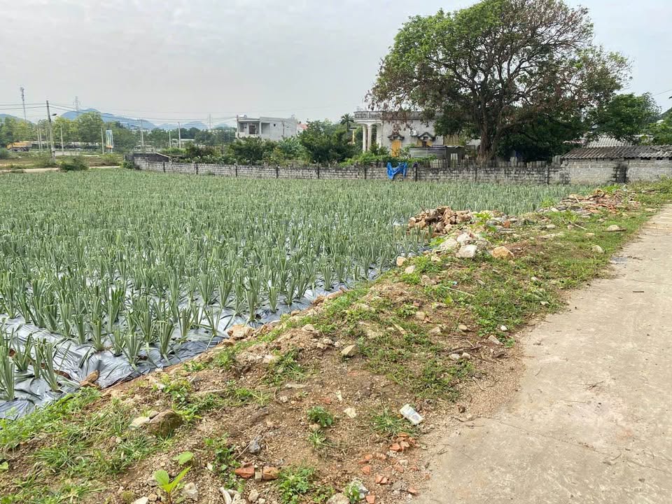 Đất nền Tam Điệp Ninh Bình 105m² giá 990 triệu - Cơ hội đầu tư hấp dẫn!