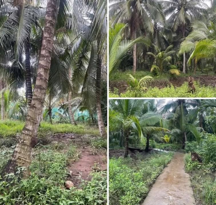 Đất vườn Đa Phước Hội Mỏ Cày Nam 2500m² giá 900 triệu - Sổ đỏ chính chủ, pháp lý rõ ràng!