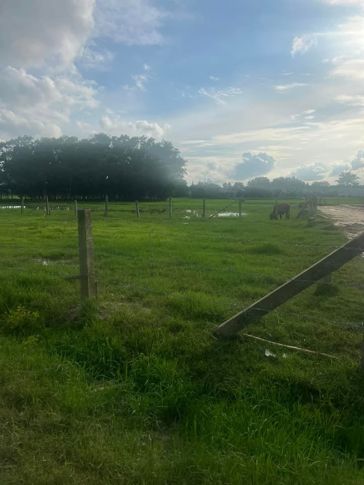 Đất nông nghiệp 2700m² tại Tân Thiện, La Gi giá 1.7 tỷ - Cơ hội đầu tư hấp dẫn!