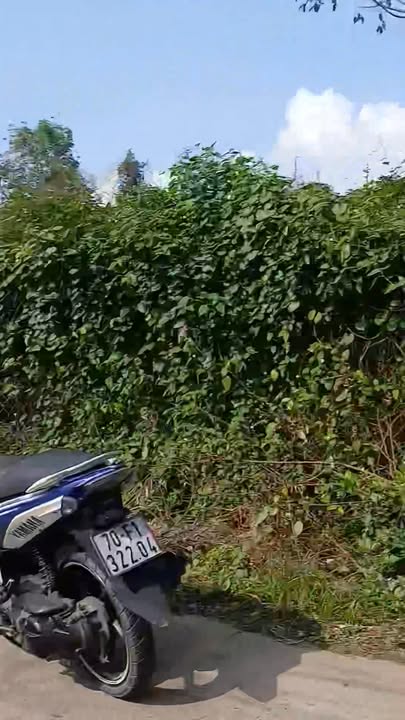 Đất thổ cư 137.5m² mặt tiền Quốc lộ 22 - Giá chỉ 344.25 triệu