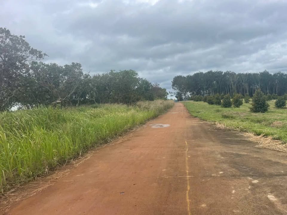 Đất 8 sào mặt tiền đường bê tông tại Đăk Nia, Gia Nghĩa - Giá 1,2 tỷ VND