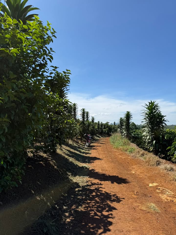 Đất nền Tân Thượng Di Linh 1ha giá 3.8 tỷ - Sổ đỏ chính chủ, mặt tiền đường lớn!