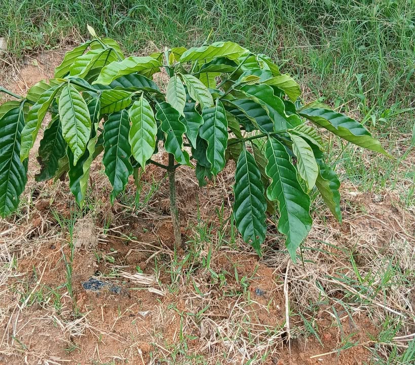 Đất nền Di Linh 4600m² giá 2.1 tỷ - Mặt tiền đường đá thông thuận lợi!