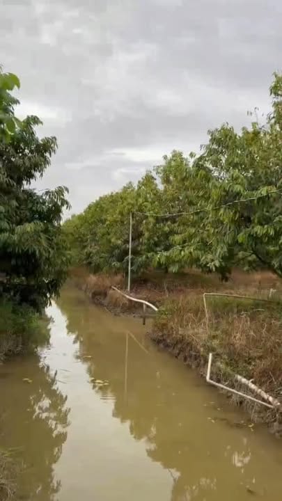 Vườn sầu riêng Trường Xuân 7390m² giá 3.213 tỷ - Đầu tư sinh lời ngay!