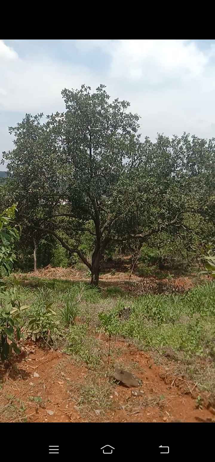 Đất nền 2,2ha Tân Lợi, Đồng Phú giá chỉ 2 tỷ - Đầu tư sinh lời ngay!