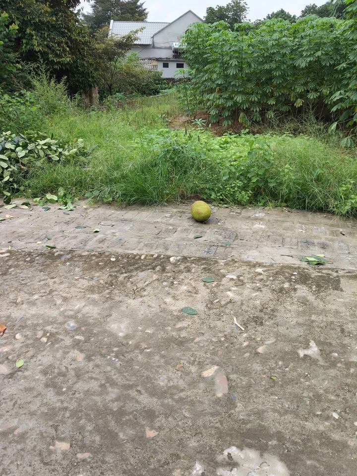 Đất nền chính chủ Thanh Đình Việt Trì 155m² giá 768 triệu - Đầu tư sinh lời ngay!