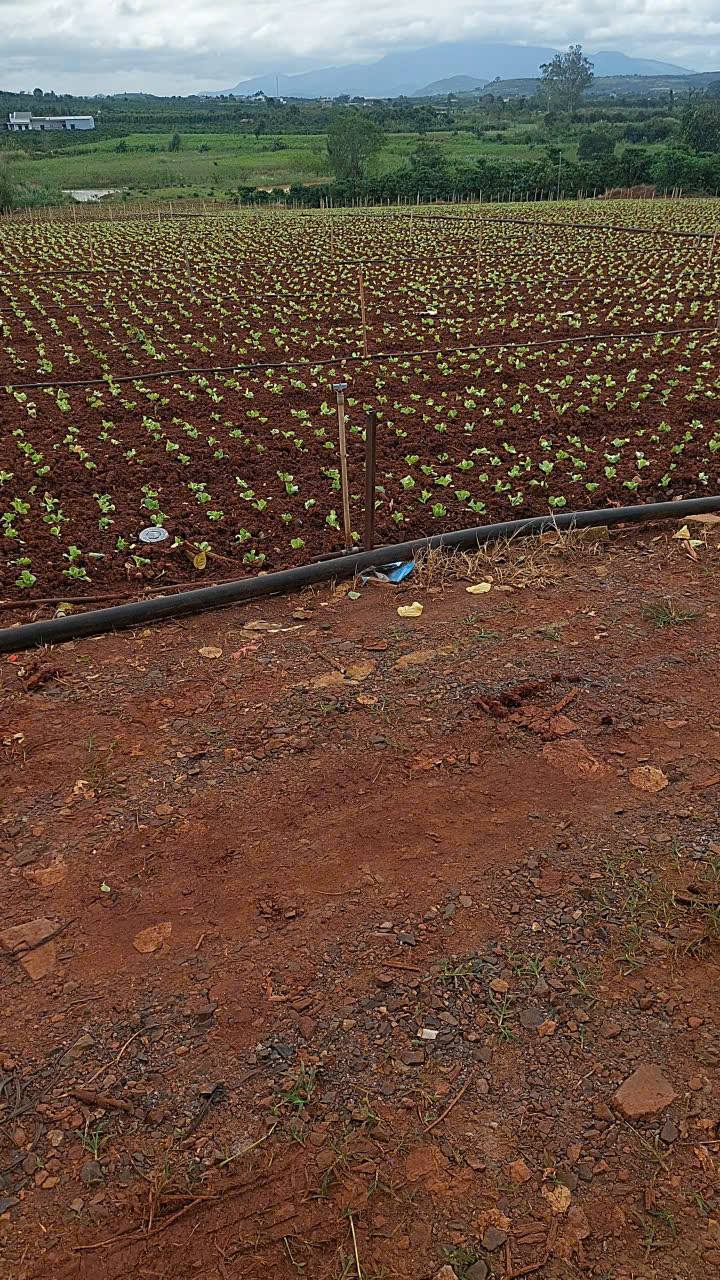 Đất nền 6 sào tại Tân Hội, Đức Trọng - Giá 3 tỷ, vị trí đẹp!