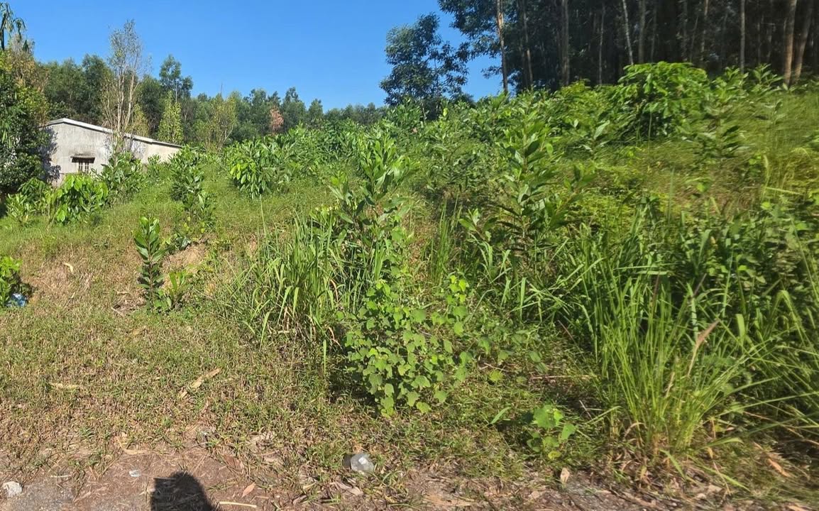 Đất thổ cư tại xã Bình Điền - 265m² giá 350 triệu - Đầu tư sinh lời ngay!