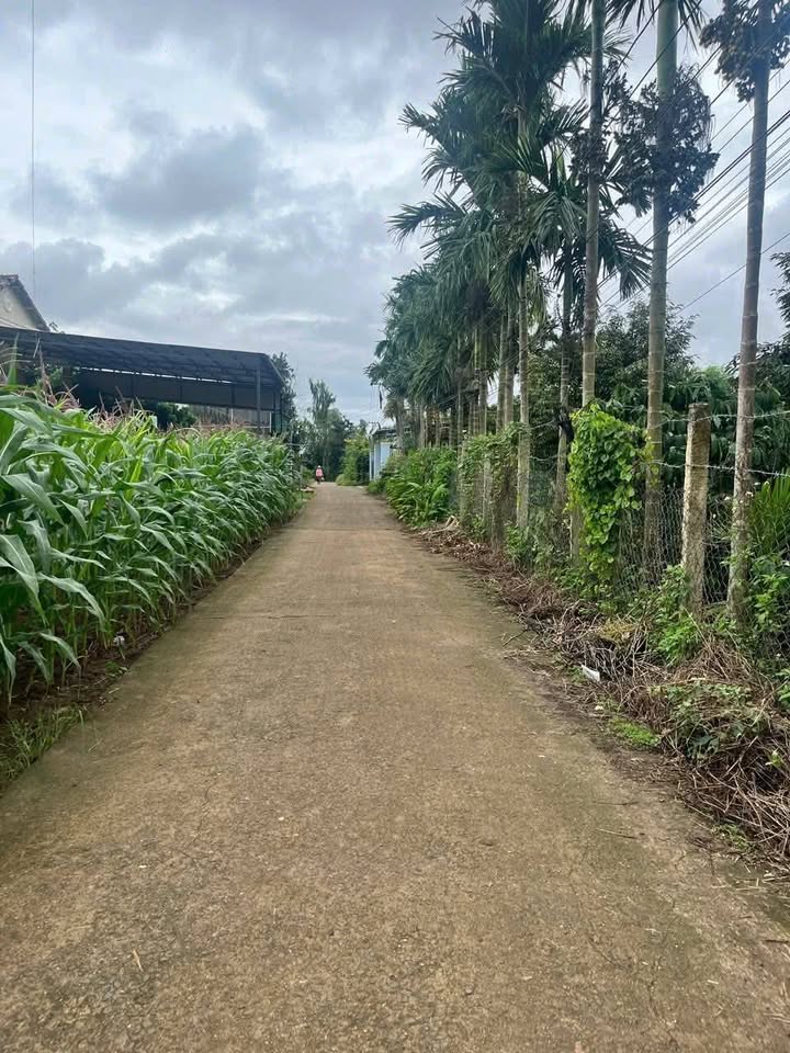 Đất nền Ea Phê Krông Pắc 300m² giá 650 triệu - Cơ hội đầu tư hiếm có!