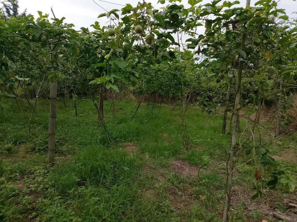 Đất thổ cư 800m² phường Cư Ni, Ea Kar - Giá chỉ 750 triệu!