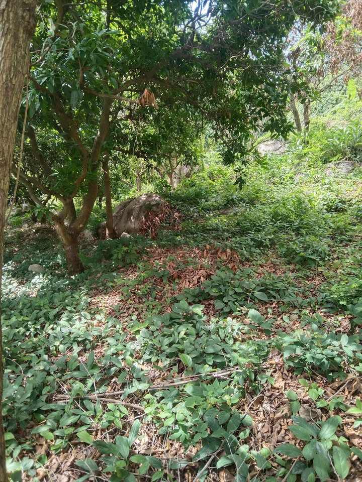 Đất vườn An Hảo, Tịnh Biên 7300m² giá 624 triệu - Tiềm năng đầu tư cao!