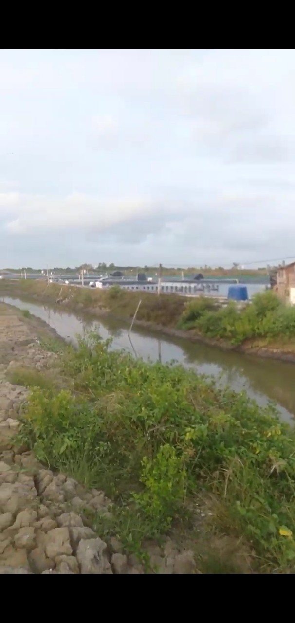 Đất nuôi tôm xã Đất Mới, Năm Căn, Cà Mau - 7,5ha giá 9.2 tỷ - Cơ hội đầu tư sinh lời!