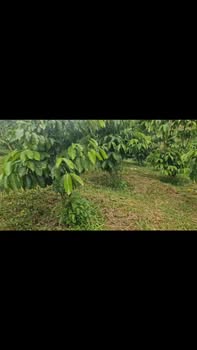 Đất ở Lộc Bắc Bảo Lâm 14.000m² giá 2.8 tỷ - Sổ đỏ chính chủ!