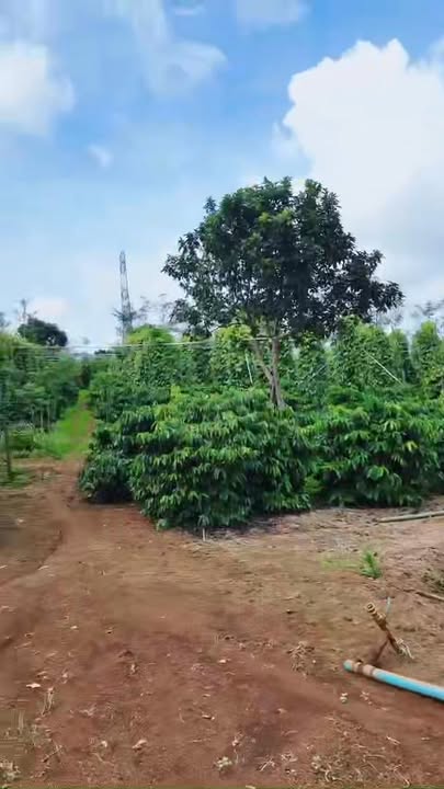 Đất nền 55.000m² tại xã Quảng Tân, giá 11 tỷ - Cơ hội đầu tư sinh lời cao!