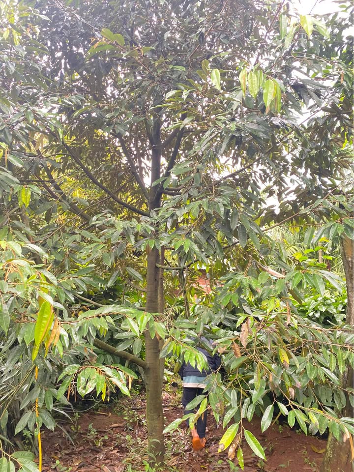 Farm đất Cuôr Đăng 15840m² giá 9.5 tỷ - Nguồn thu ổn định từ vườn cây