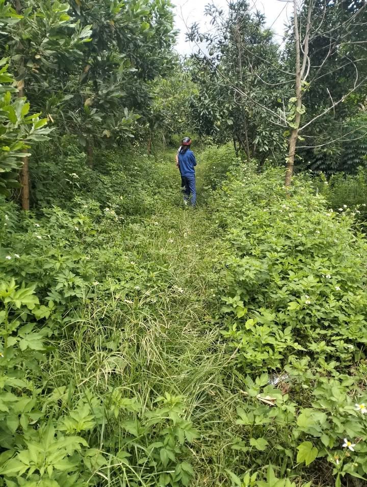 Đất farm 2 hecta Phú Lộc Nho Quan chỉ 800 triệu - Cơ hội đầu tư sinh lời!