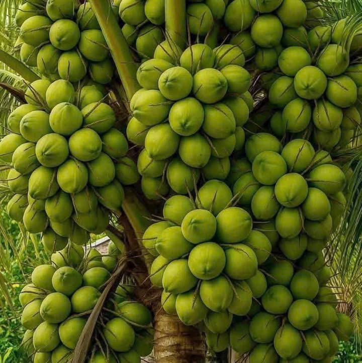 Đất nền Phước Mỹ Trung 539m² giá 750 triệu - Cơ hội đầu tư tuyệt vời!