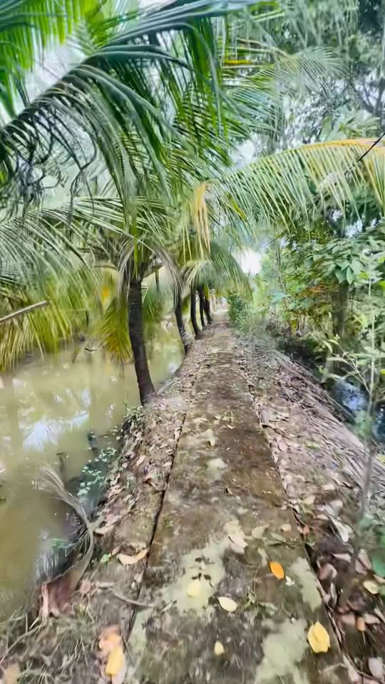 Đất vườn Mỹ Thới, Long Xuyên 2843m² giá 3 tỷ - Cơ hội đầu tư tiềm năng!