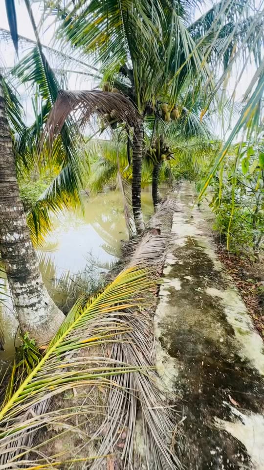 Đất vườn Mỹ Thới, Long Xuyên 2843m² giá 3 tỷ - Tiện nghi đầy đủ cho đầu tư