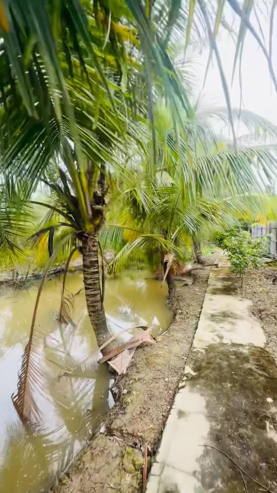 Đất vườn Mỹ Thới, Long Xuyên 2843m² giá 3 tỷ - Cơ hội đầu tư sinh lời!