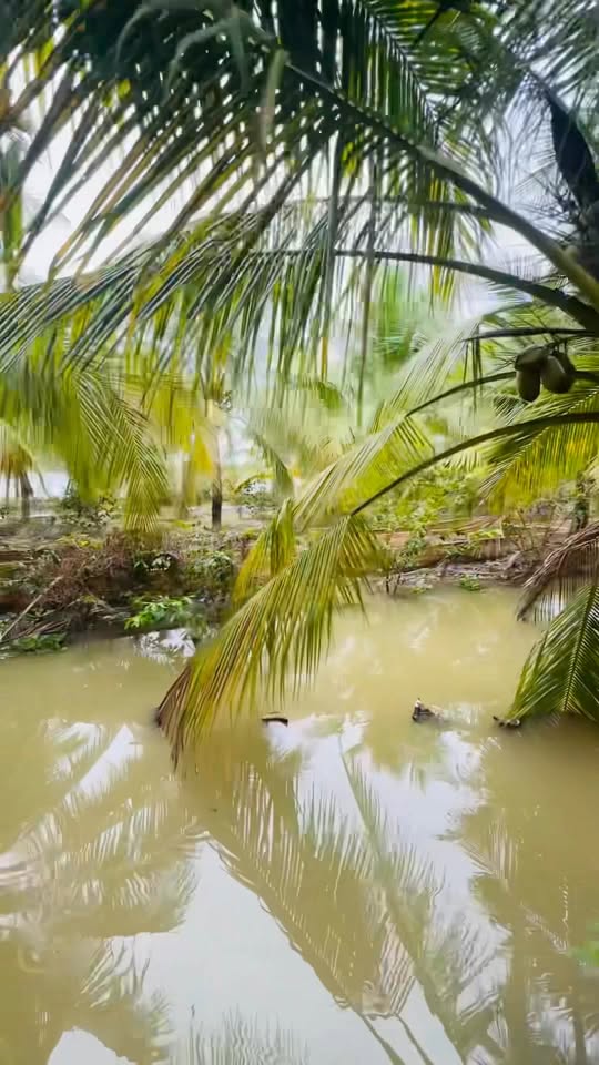 Đất vườn Mỹ Thới, Long Xuyên 2843m² giá 3 tỷ - Cơ hội đầu tư tuyệt vời!