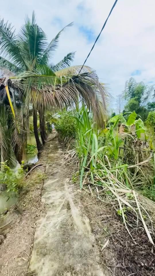 Đất vườn Mỹ Thới Long Xuyên 2843m² giá 3 tỷ - Đầu tư sinh lời ngay!