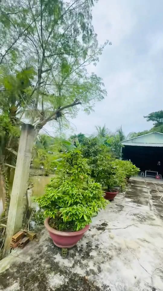 Đất vườn 2843m² tại Mỹ Thới, Long Xuyên - Giá chỉ 3 tỷ, cơ hội đầu tư tuyệt vời!