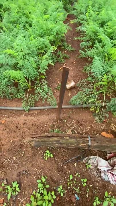 Đất nền thôn Suối Thông B, Đạ Ròn, Đơn Dương 250m² - Giá chỉ 820 triệu, sổ đỏ chính chủ!