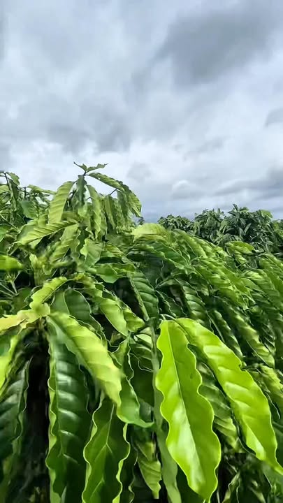 Lô đất rẫy 1,3ha tại xã Ea Tir, huyện Ea H'Leo - Tiềm năng phát triển vượt bậc!