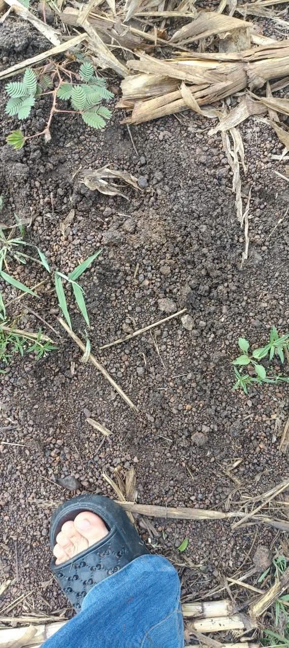 Đất sỏi đen 1,1ha tại thôn 9 Tân Hoà Buôn Đôn giá 2.97 tỷ - Hỗ trợ điện nước đầy đủ!