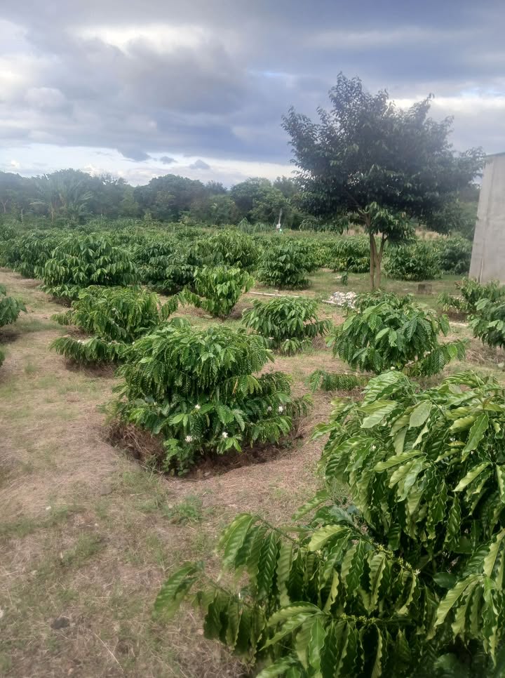 Đất vườn 5.000m² tại Buôn Ma Thuột giá chỉ 1.8 tỷ - Cơ hội đầu tư tuyệt vời!