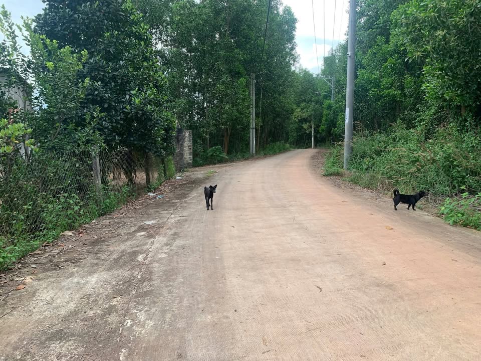 Bán rẫy xã Tân An, Cần Đước, Long An 1,7ha - Sổ riêng, giá tốt