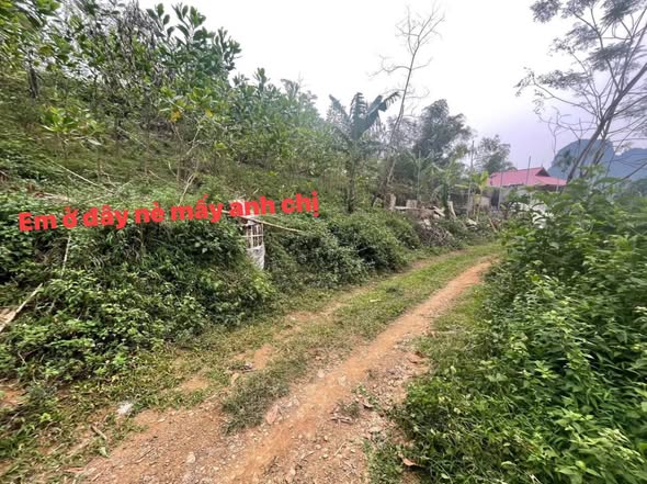 Đất thổ cư 1500m² tại Lạc Lương, Yên Thủy - Giá chỉ 1.5 tỷ - Cơ hội đầu tư tuyệt vời!