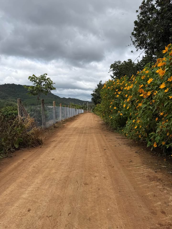 Đất nền tại Hiệp Thạnh, Đức Trọng 258m² chỉ 1.09 tỷ - Sổ hồng chính chủ!