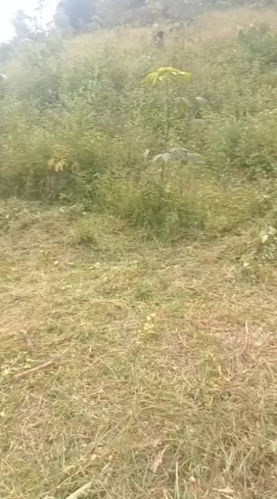 Đất nền 1,4ha Thọ Sơn, Bù Đăng - Giá chỉ 600 triệu, cơ hội đầu tư lý tưởng!