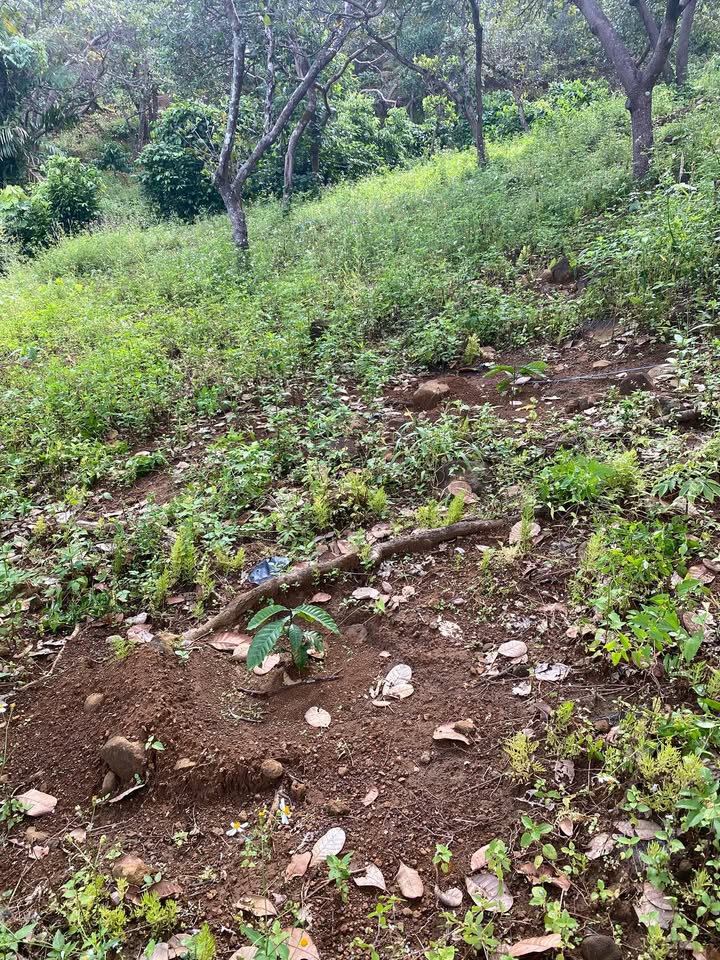 Đất nông nghiệp Bù Đăng 15000m² giá 730 triệu - Đầu tư sinh lời lý tưởng!