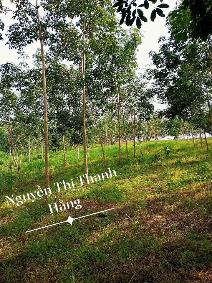 Đất nền 30.000m² tại xã Phước Sơn, Bù Đăng giá chỉ 3.1 tỷ - Đầu tư sinh lời ngay!