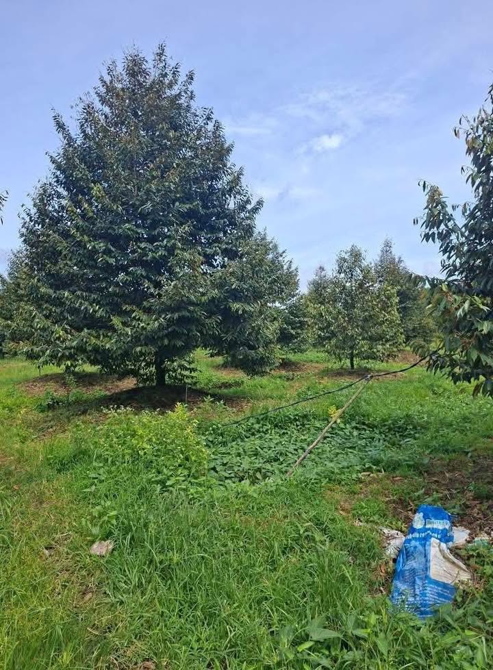 Đất sầu riêng 7500m² tại xã Long Kiến, An Giang - Cơ hội đầu tư hấp dẫn!