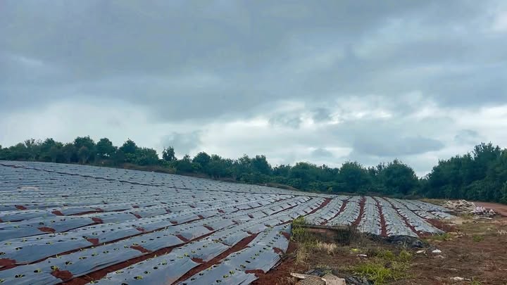 Đất thổ cư 5044m² tại Tân Hà, Lâm Hà giá 3.6 tỷ - Sổ đỏ chính chủ, thương lượng ngay!