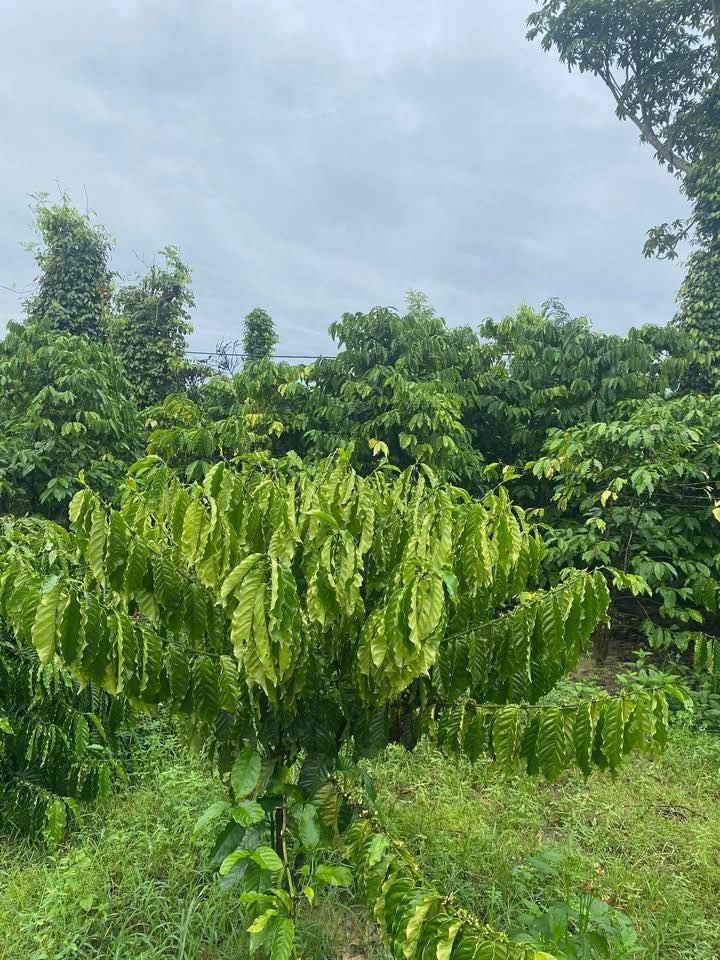 Đất nền 1,2 ha tại xã Nam Dong, huyện Cư Jút - Giá chỉ 3,3 tỷ thương lượng!