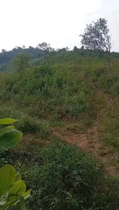 Đất rừng sản xuất Thạch Quảng 42.000m² - Giá sinh viên, đầu tư ngay!