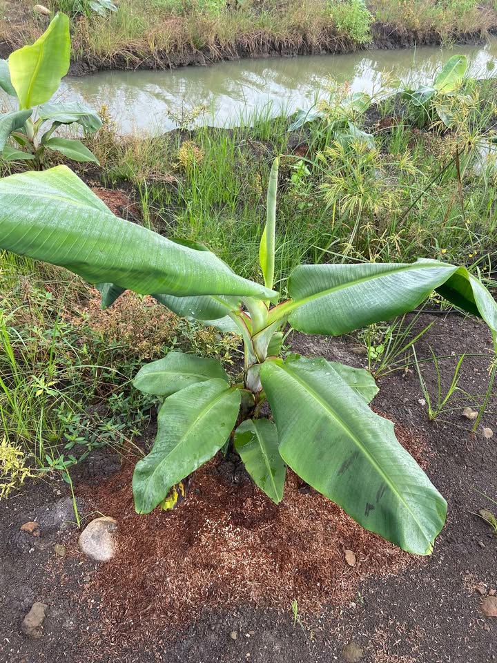 Đất nông nghiệp 10.700m² tại Xuân Thọ, Xuân Lộc, Đồng Nai - Giá chỉ 2.72 tỷ!